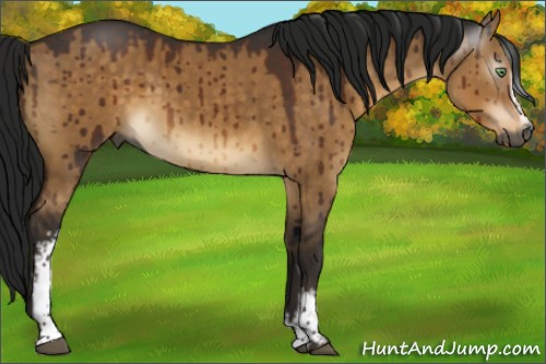 Horse Color:Gray White Spotted Buckskin Dun Sabino Brindle 