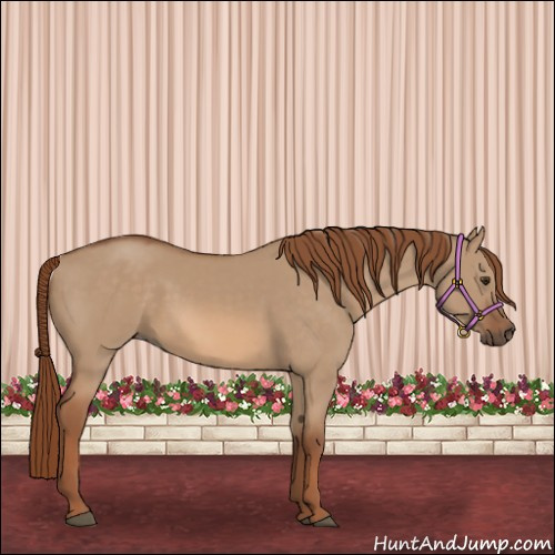 Horse Color:Red Dun 