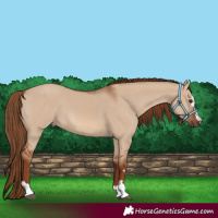 Horse Color:Red Dun 