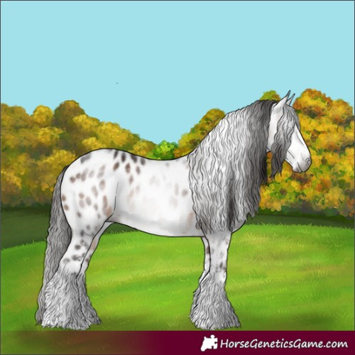 Horse Color:Gray White Spotted Bay Tobiano Appaloosa