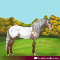 Horse Color:Gray Silver Amber Champagne Appaloosa 