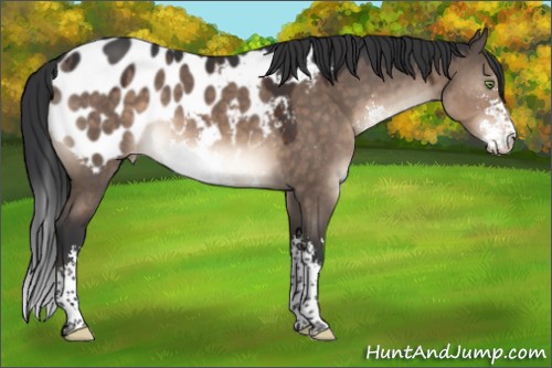 Horse Color:Brown Dun Mushroom Sabino Appaloosa 