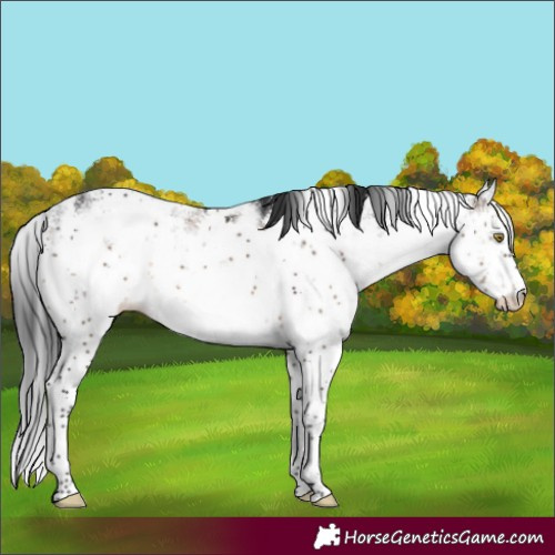 Horse Color:Brown Dun Sabino