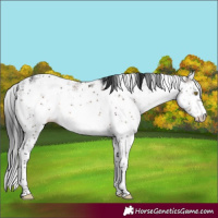 Horse Color:Brown Dun Sabino