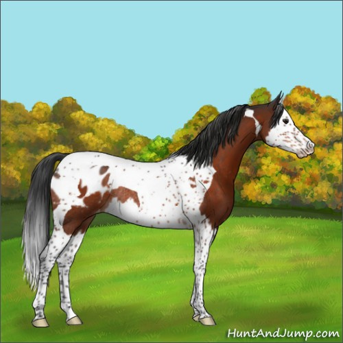 Horse Color:Brown Splash Tobiano Appaloosa Rabicano 