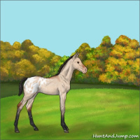Horse Color:Bay Roan Dun Blanket Rabicano 