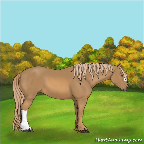 Horse Color:Unknown 