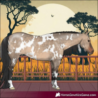 Horse Color:White Spotted Brown Dun