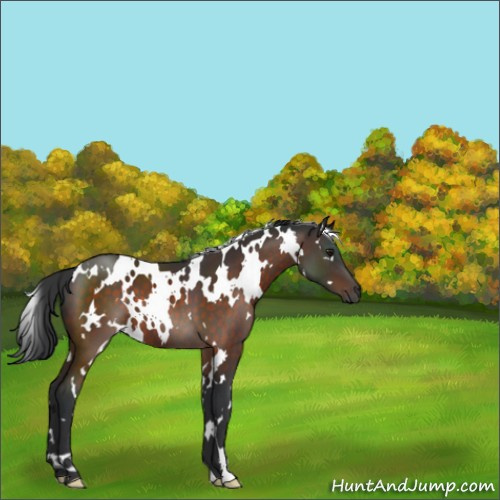 Horse Color:White Spotted Brown 