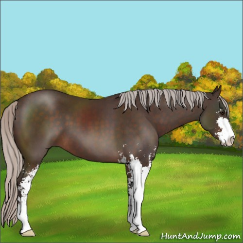 Horse Color:Silver Brown Sabino 