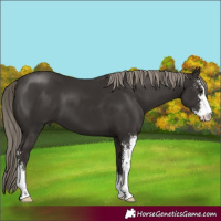 Horse Color:Liver Chestnut Sabino 