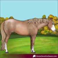 Horse Color:Liver Chestnut Pearl Sabino