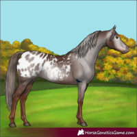 Horse Color:Gray Chestnut Appaloosa 