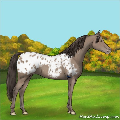 Horse Color:Classic Champagne Appaloosa 