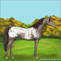 Horse Color:Classic Champagne Appaloosa 