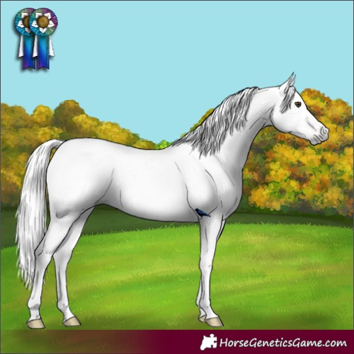 Horse Color:Gray Chestnut Appaloosa 