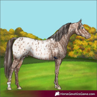 Horse Color:Gold Cream Champagne Pearl Rabicano  and Sable Champagne Appaloosa 