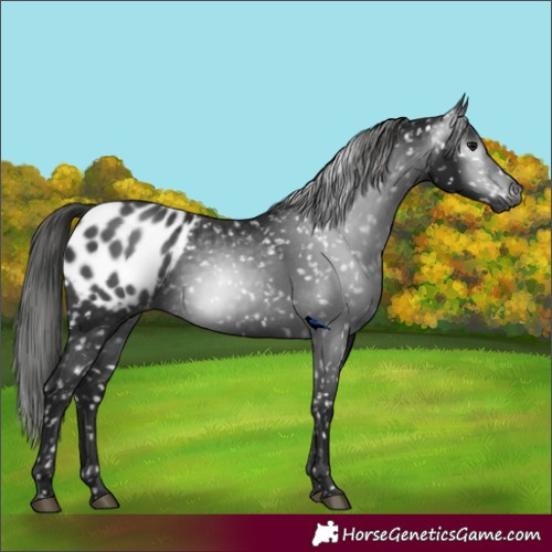 Horse Color:Gray Black Appaloosa 