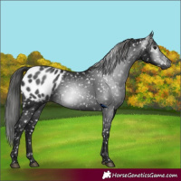 Horse Color:Gray Black Appaloosa