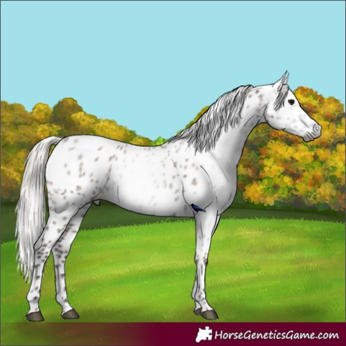 Horse Color:Gray Silver Grullo Appaloosa Rabicano 