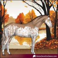Horse Color:Red Dun Splash and Red Dun Splash