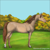 Horse Color:Red Dun Appaloosa 