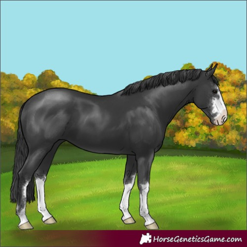 Horse Color:Black 