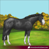 Horse Color:Black 