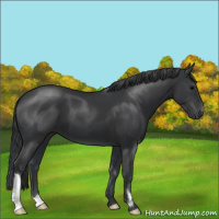Horse Color:Black 