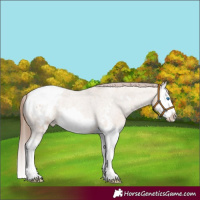 Horse Color:Amber Champagne Roan Splash Frame Appaloosa