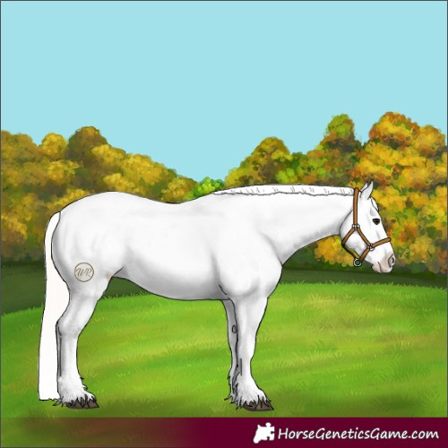 Horse Color:Silver Smoky Grullo Roan Appaloosa 