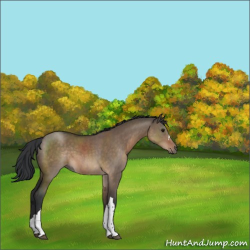 Horse Color:Brown Dun 