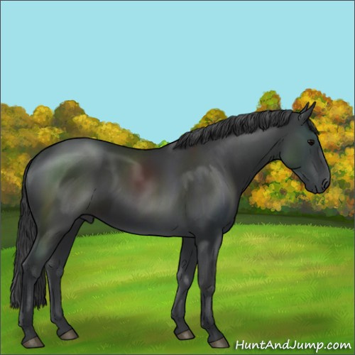 Horse Color:Black Sabino 