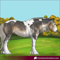 Horse Color:Gray White Spotted Silver Smoky Black Tobiano Rabicano 