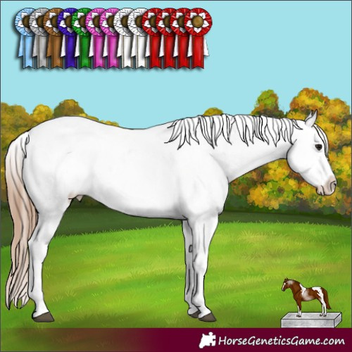 Horse Color:Black Pearl Sabino Appaloosa 