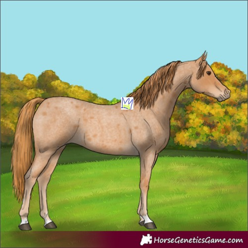 Horse Color:Red Roan 