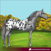 Horse Color:Black Near Leopard 