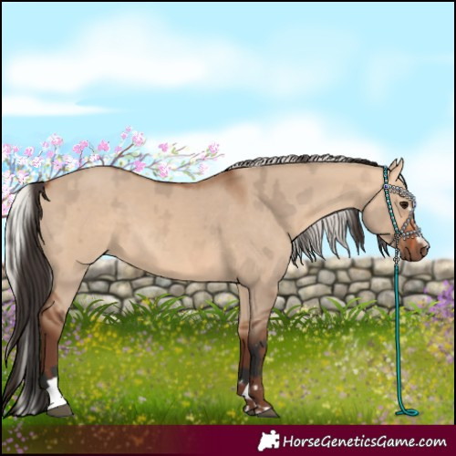 Horse Color:Bay Dun and Silver Bay Dun
