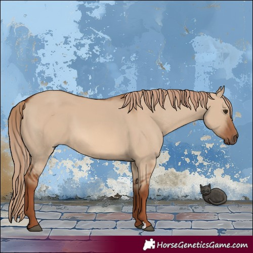 Horse Color:Red Dun 