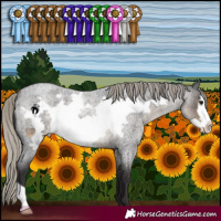 Horse Color:Silver Smoky Blue Roan Frame 