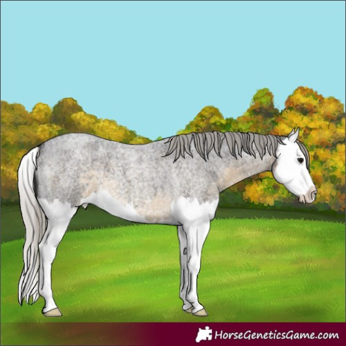 Horse Color:Silver Smoky Blue Roan Splash 