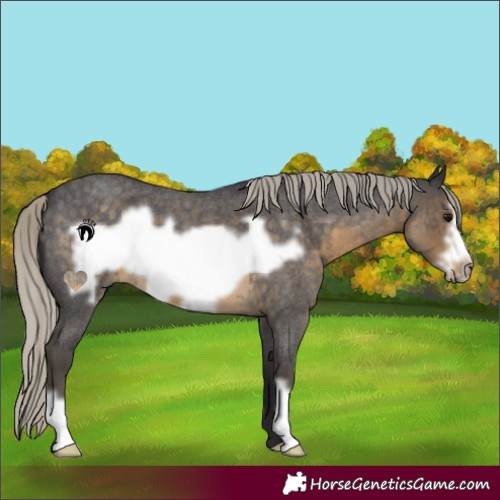 Horse Color:Silver Smoky Blue Roan Frame 