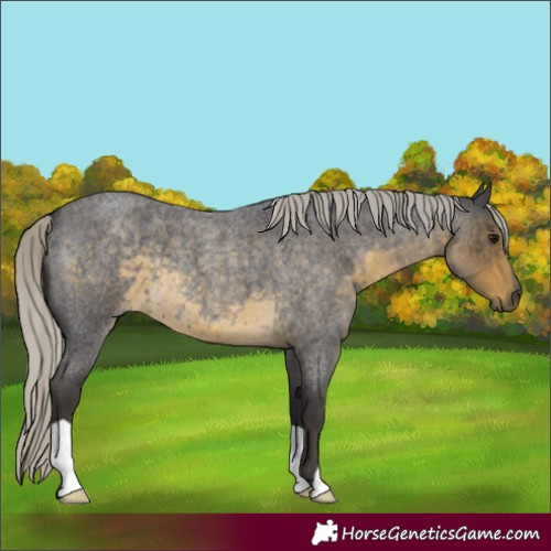 Horse Color:Silver Smoky Blue Roan 