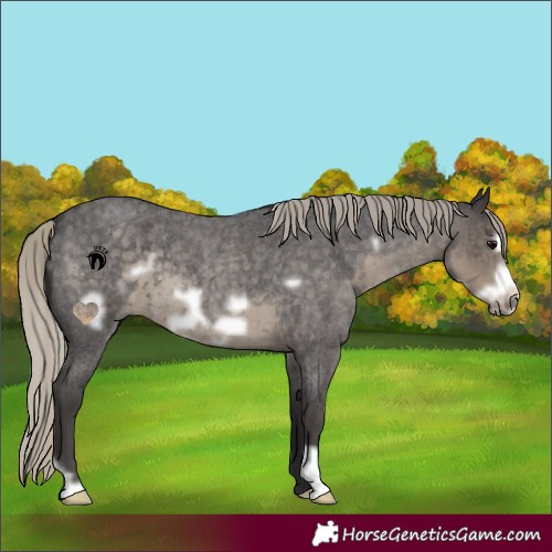 Horse Color:Silver Smoky Blue Roan Frame 