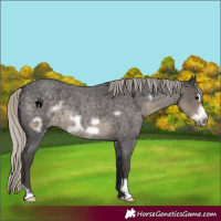Horse Color:Silver Smoky Blue Roan Frame 