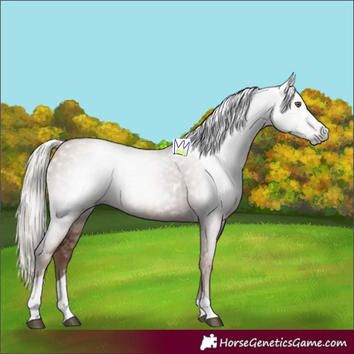 Horse Color:Gray Silver Black Pearl Tobiano