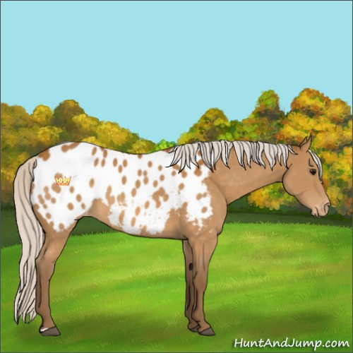 Horse Color:Silver Buckskin Blanket 