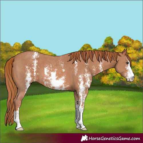 Horse Color:Chestnut Sabino 