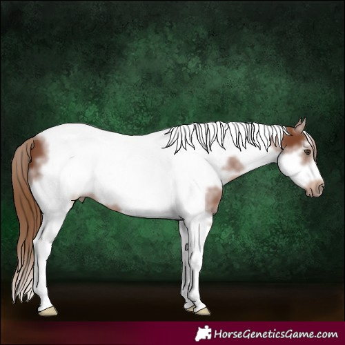 Horse Color:Chestnut Sabino Tobiano Frame