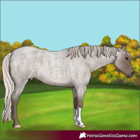 Horse Color:Silver Blue Roan 